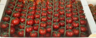 Francia retira del mercado tomate cóctel de Marruecos por exceso de pesticidas