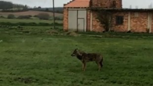 Lobos adultos a plena luz del día en un pueblo al norte de Palencia