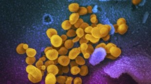 Estudio chino encuentra que la mutación del coronavirus ha sido enormemente subestimada [ing]