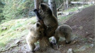 La población de osos en el Pirineo supera el medio centenar por primera vez en casi un siglo