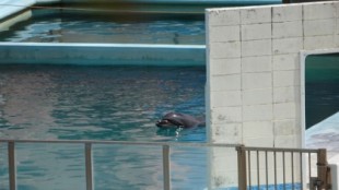 Muere un delfín tras vivir en soledad durante dos años en un acuario abandonado