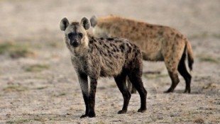 Vídeo: Una niña de dos años juega con una manada de hienas