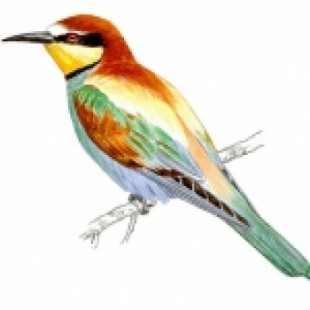 Identificador de aves de España de SEO/BirdLife