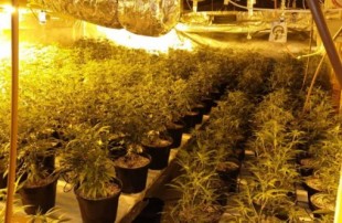 Líbano legaliza el cultivo de cannabis para uso médico