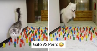 Este desafío viral muestra la forma distinta en que perros y gatos se enfrentan a obstáculos en su camino