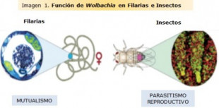 La bacteria más abundante de toda la biosfera: Wolbachia