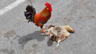 Aceras invadidas por gallinas hambrientas en Torrevieja