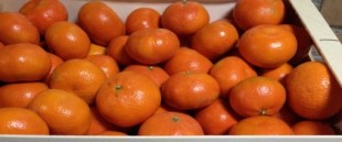 Alerta al encontrar hasta nueve pesticidas en mandarinas importadas de Turquía