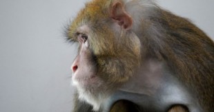 Seis monos inyectados con la vacuna experimental Covid-19 no mostraron síntomas de coronavirus después de 28 días [in]