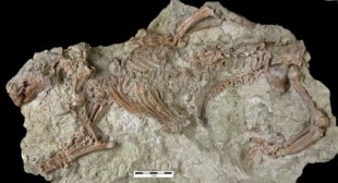 Descubierto el esqueleto entero de un mamífero de hace más de 66 millones de años