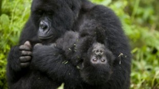 Esto es lo que hacen los gorilas de montaña cuando nadie los mira: cantar y tirarse pedos