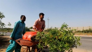 En medio del confinamiento, Pakistán contrata trabajadores para plantar árboles por todo el país