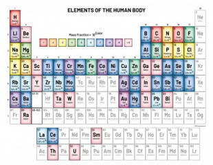 Tabla periódica de elementos en el cuerpo humano y lo que hacen (eng)