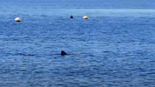 Un gran tiburón nada cerca de la orilla de la playa de Calahonda