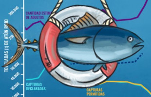 El atún rojo Atlántico: las claves de una recuperación asombrosa