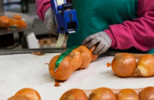 Varios grandes supermercados no quieren cebollas españolas, denuncian los agricultores