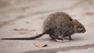 Las ratas están infectando a los humanos con hepatitis, y nadie sabe cómo [ENG]
