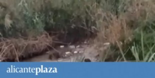 Vuelve la vida al río Segura: graban a dos nutrias a la altura del municipio de Almoradí