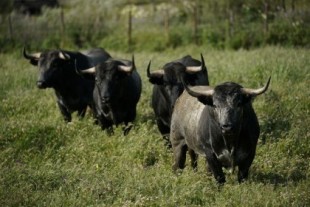 El coronavirus podría asestar la estocada mortal al mundo del toreo español