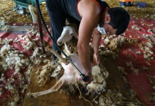 Uruguayos viajan hasta España para esquilar ovejas en plena pandemia