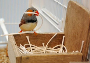 Este pájaro construye su nido en función de sus primeras vivencias