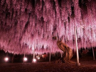 Esta impresionante glicinia de 146 años tiñe de rosa el cielo de Japón