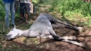 Maltrato animal en Sevilla: rescatan una yegua agonizando junto a su potro recién nacido y muerto