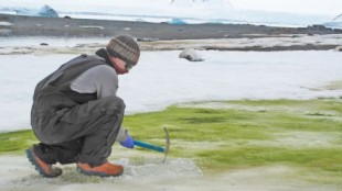 El cambio climático está tiñendo de verde la costa de la Antártida (Eng)