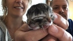 Nace gatito de dos caras y desborda el doble de ternura en video