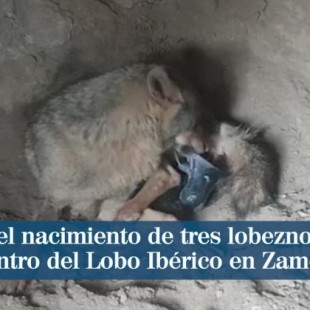 Graban el nacimiento de tres lobeznos en Zamora