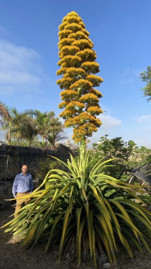 El agave caribeño gigante del Jardín Botánico florece tras 30 años de espera