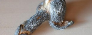 Un pene con alas para ahuyentar el mal de ojo: el amuleto del siglo I hallado en Murcia