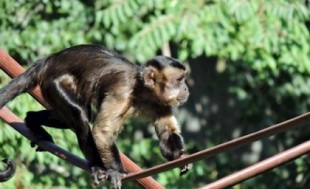 Un mono capuchino se escapa del Zoo de Madrid tras una discusión con su jefe