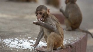 Los monos que robaron muestras de COVID-19, muy cerca de hallar la vacuna