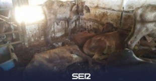 Encuentran miles de vacas en condiciones deplorables en un buque atracado en el Puerto de La Luz