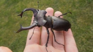 Últimos vuelos del espectacular ciervo volante: el escarabajo más grande Europa