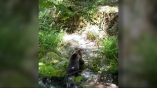 Graban a un oso bañándose en Muniellos