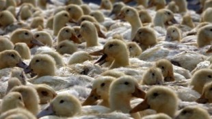 China enviará 100.000 patos para combatir los nubes de langostas en Pakistán [ENG]