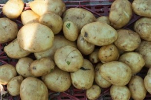 30 euros por recoger 1.200 kilos de patatas. Las condiciones de los trabajadores del campo también son gastronomía