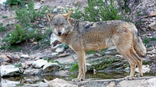 Una sentencia pionera en España condena a dos cazadores por la muerte ilegal de un lobo en Ávila