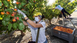 Coronavirus | Ocho trabajadores agrícolas que volvieron desde Francia hasta Murcia en autobús dan positivo