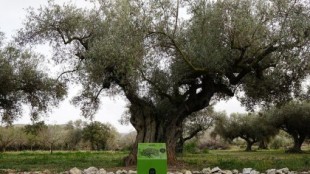 Aceite milenario, el producto que puede ayudar a salvar los olivos monumentales