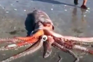 Encuentran a un impactante calamar gigante en una playa de Sudáfrica
