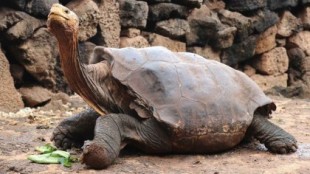 Diego, la tortuga semental que de tanto aparearse ayudó a salvar a su especie de la extinción: 800 hijos