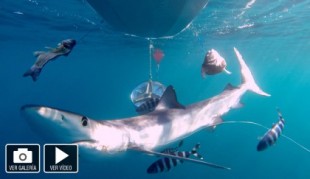 La mitad de los tiburones tintoreras grabados en alta mar de Baleares llevaban anzuelos de palangre