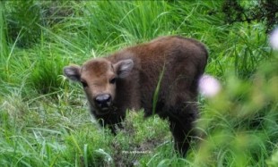 Nace la primera cría de bisonte europeo en Riaño (León)
