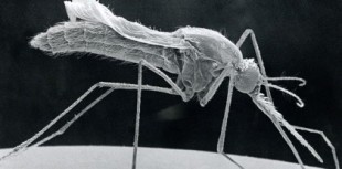 Cómo hemos descubierto un microbio que bloquea la transmisión de la malaria