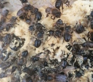 Un atentado ecológico acaba con 750000 abejas en Gran Canaria