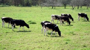 Unos 300 ganaderos asturianos se han sumado ya a la demanda colectiva del cártel de la leche