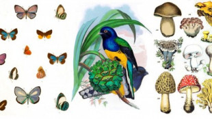 Liberan colección de 2 millones de ilustraciones de plantas, hongos y animales para descarga gratuita